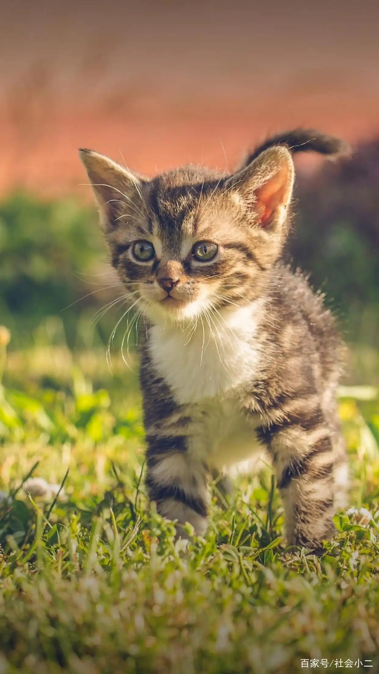 疫情爆发多地延迟开学，家长孩子咋选网络教学成难题？